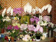 「山地生花店」　（神奈川県横浜市西区）の花屋店舗写真2